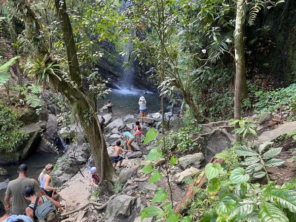 Free Play Wed. 7/23 El Yunque Rainforest